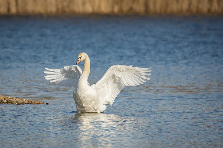swan, lake, wing beat, water, swans, bird, nature