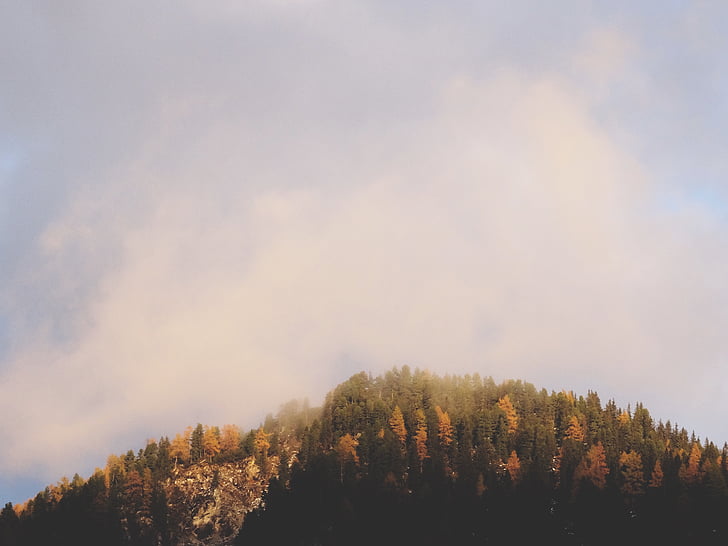 verde, pino, alberi, montagna, bianco, blu, cielo
