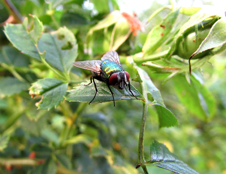 Fly, hmyz, zvířata