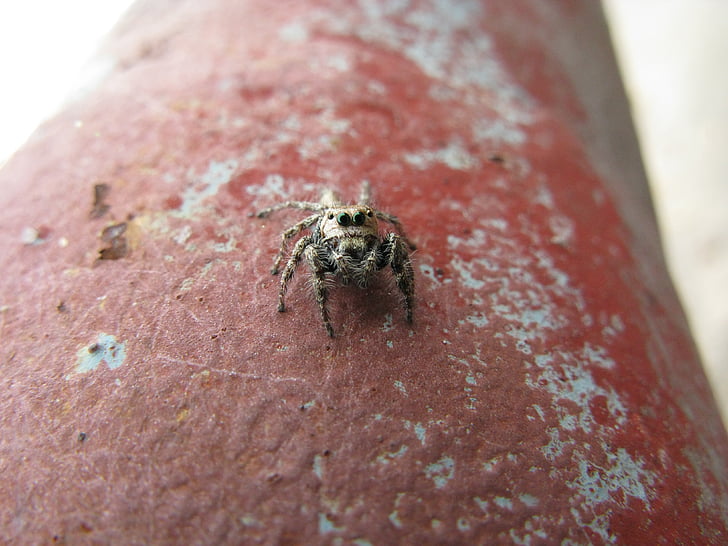 aranya, insecte, error
