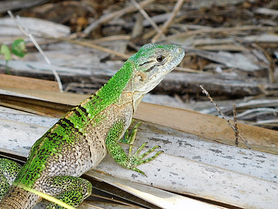 ķirzaka, lizard Green anole, Anole, savvaļas dzīvnieki, Florida, savvaļā