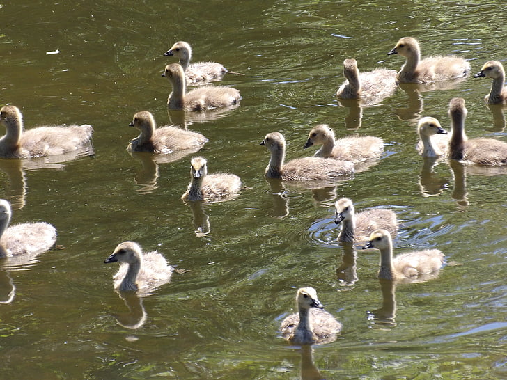 goslings, geese, pond, lake, swimming, young, birds