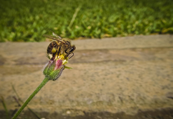 Пчела, Бутон, цветок, Бутон цветка, насекомое, Природа, polenating