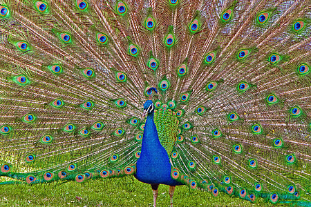Peacock, Wilhelma, Stuttgart, Saksa, lintu, sulka, eläinten