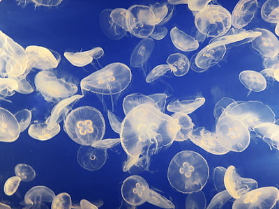 медузи, аквариум, schirmqualle, фонове, подводни, абстрактни, синьо