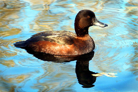 duck, swimming, scaup, water, pond, lake, wildlife