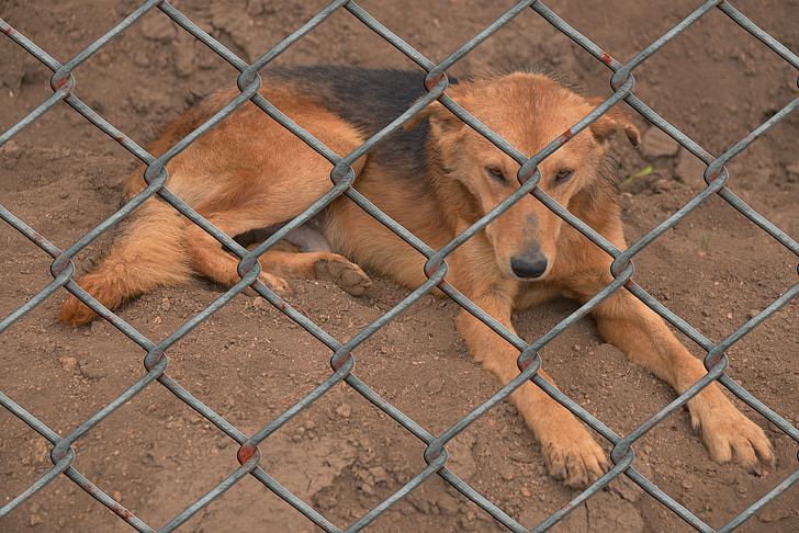 dog, animal shelter, animal husbandry, animal world, fence, wire mesh fence, caught