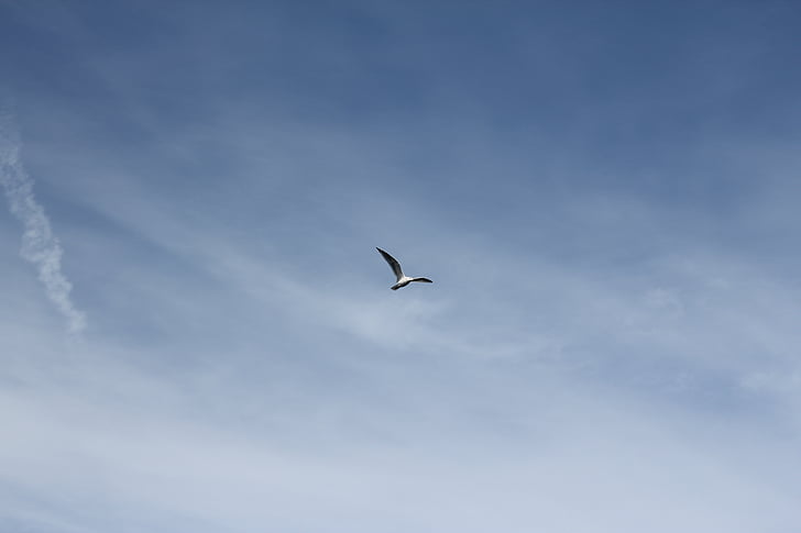 seagull, bird, flying, animal, wildlife, nature, gull