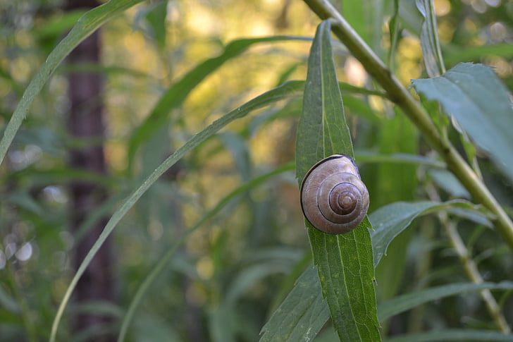 snail, nature, shell, animal, slow, leaf, brown