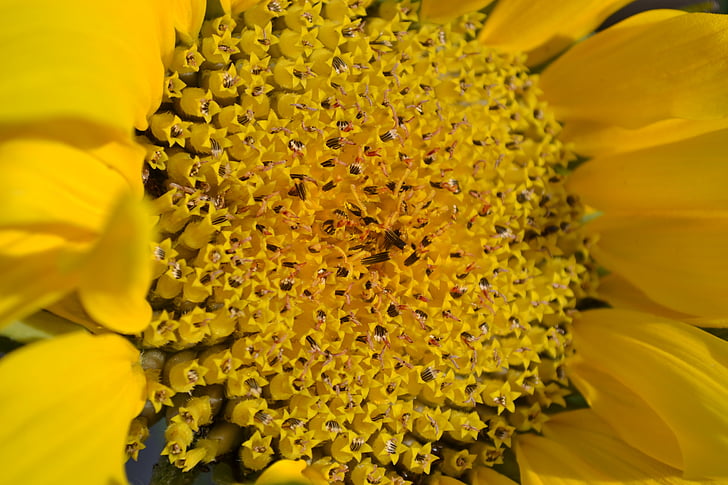 sunflower, yellow, head, plant, close-up, nature, petals