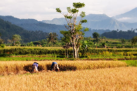 水田, バリ島, 稲の栽培, 米の収穫, 収穫, 農業, 風景