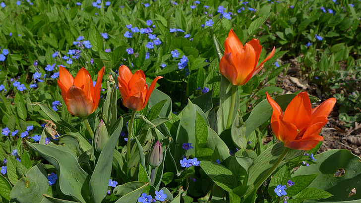 tulipes, printemps, rouge, vert, la plantation, fleurs d’oignon, ne me n'oubliez pas