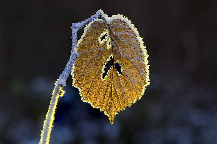 leaf, hoarfrost, wintry, nature, cold, frosty