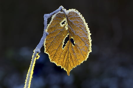 잎, 흰, 겨울, 자연, 감기, 서리가 내린