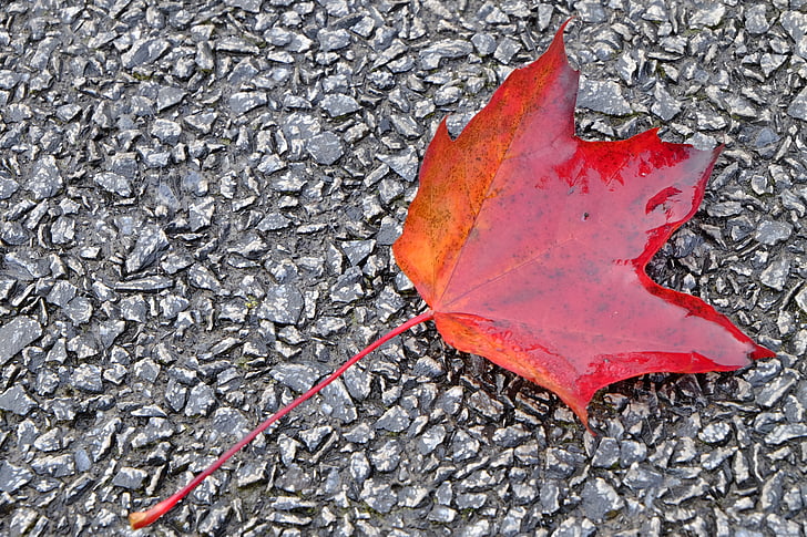 leaf, autumn, leaves, red, ground, rain