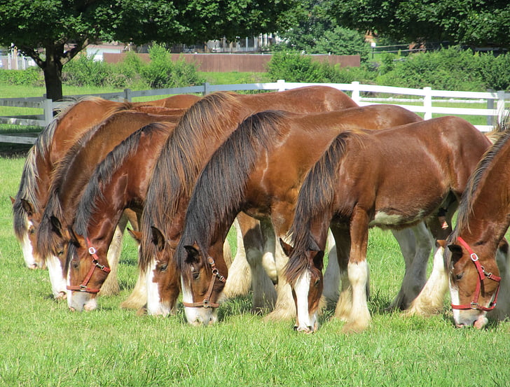 clydesdales, horses, line, row, yearlings, young, grazing