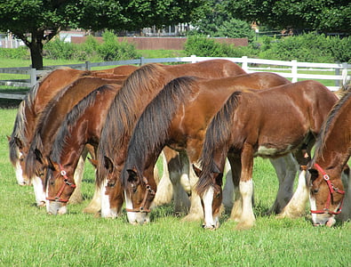 clydesdales, horses, line, row, yearlings, young, grazing