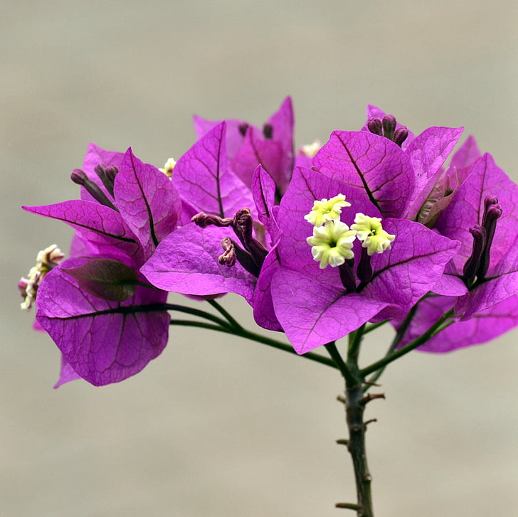 violetti, bougainvilla, kevään