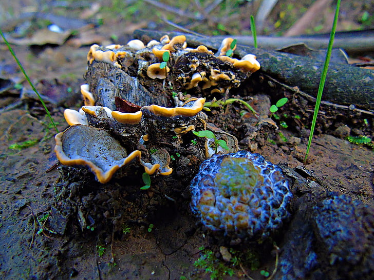 fungi, nature, trunk, mushrooms, forest, soil, blue