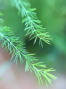 needles, fir tree, leaves, tree, branch, green color, christmas