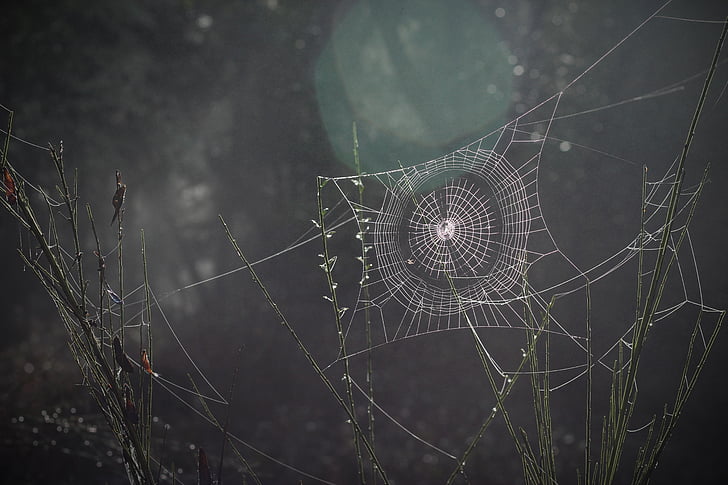 paukovu mrežu, paučina, Paučnjaka, priroda, zamka, web, noć