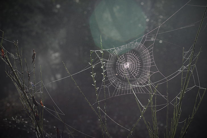 Pajęcza Sieć, Spiderweb, pajęczak, Natura, Pułapka, sieci Web, noc