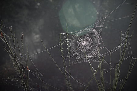 павутина, павутиною, павукоподібних, Природа, пастка, Web, ніч