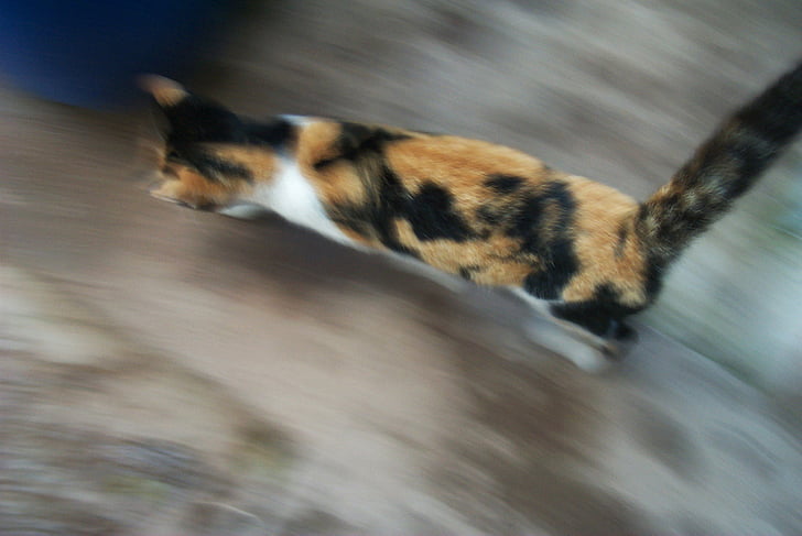 kucing, kecepatan, kucing