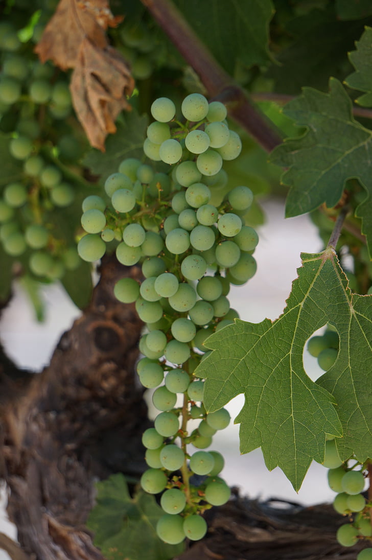 wine, grapes, vineyard, harvest