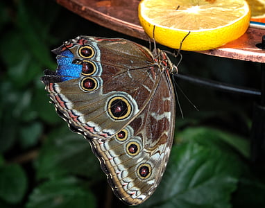 caligo, eurilochus, пеперуда, brassolini, mymphalid, morphinae, растителна