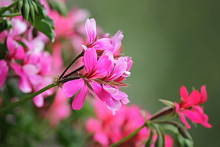 Gerani, flor de balcó, flors, planta de balcó, flor d'estiu, flor de cultura, porpra