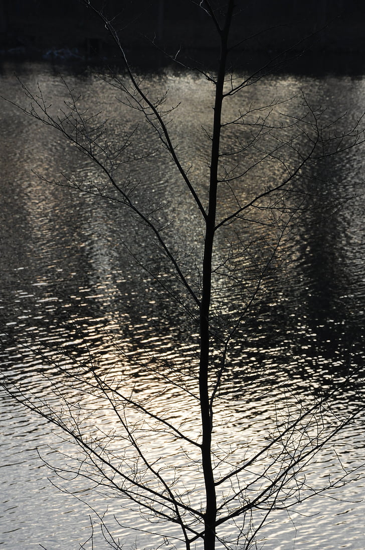 cabang, Danau, musim gugur