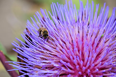 artichokenblüte, 昆虫, 蜂, 紫, アーティ チョーク