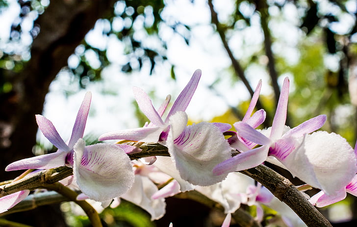 divje orhideje, orhideja, belo-vijolična, cvet, cvet, cvet