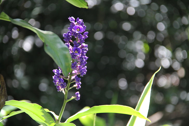 kukka, violetti kukka, Hawaiian flower, Hawaiian flora, Hawaii, Tropical, violetti
