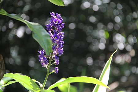 flower, purple flower, hawaiian flower, hawaiian flora, hawaii, tropical, purple