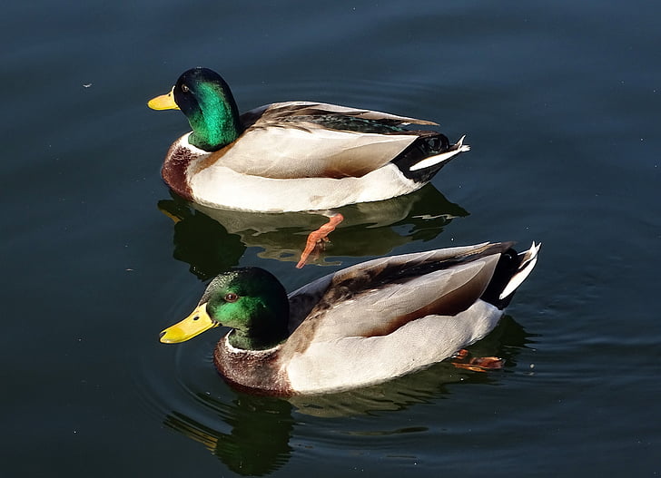 Диви патици, вода птица, птица, зеленоглава патица, езеро, животните, природата
