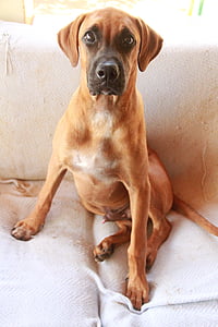 σκύλος, Βραζιλίας γραμμής, ράτσα σκύλου, καναπέ