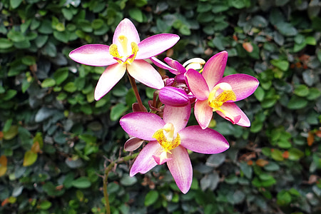 teren Orhideea, floare, Spathoglottis plicata, Orchidaceae, floare, Flora, dharwad