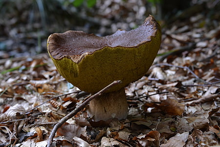 mushroom, chestnut, forest, autumn, edible, nature, fungus