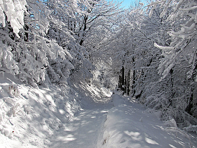 bos, winter, sneeuw, landschap, Winter in de bergen, boom, Bergen