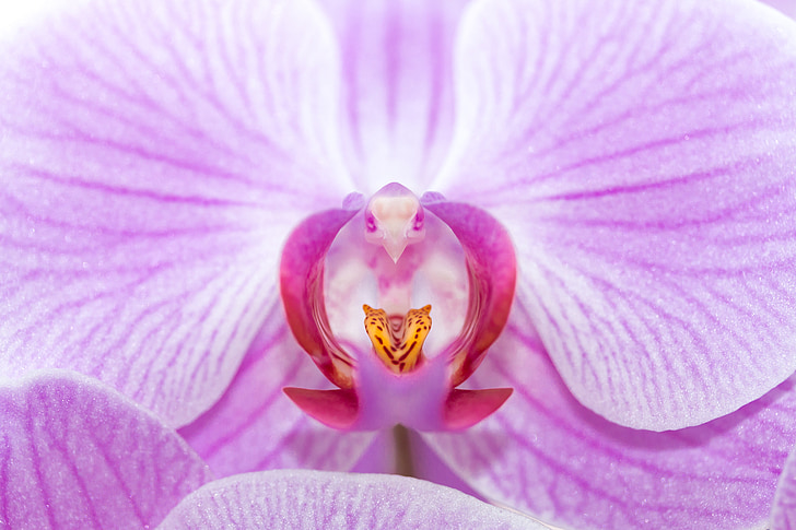 orquídia, flor, flor, flor, color, bellesa, violeta