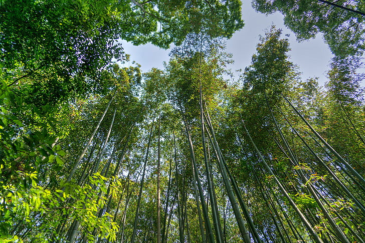 Japonsko, Arashiyama, bambusový Les, obloha, zelená, Kjóto, orientační bod
