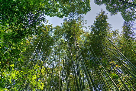 Jepang, Arashiyama, hutan bambu, langit, hijau, Kyoto, Landmark