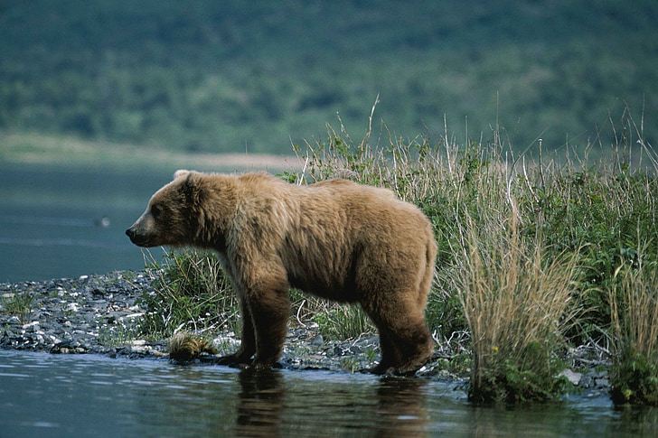 bear, water, standing, profile, wildlife, nature, predator