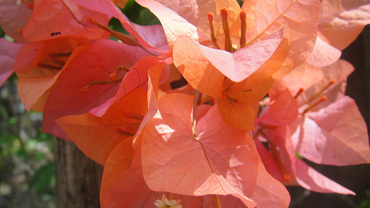 Амор де Кадена, цветок, оранжевый, яркие, Цветочные, Блоссом, Лепесток