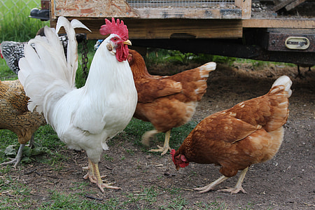 rooster, chicken, hen, peck, farming, fresh eggs, farm