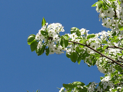 våren, blommande, träd, blommor, säsonger, vit, naturen