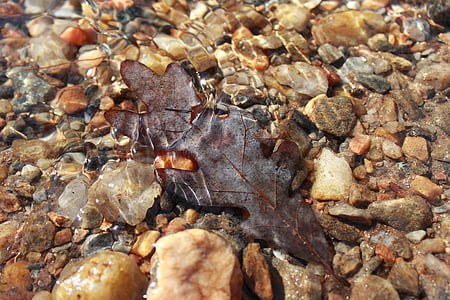 brown, autumn, water, creek, crystal, pebbles, flow
