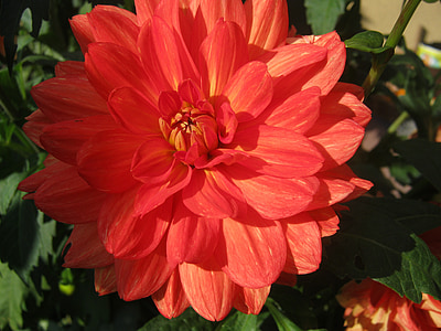 Dahlia, rød, efterår, blomster